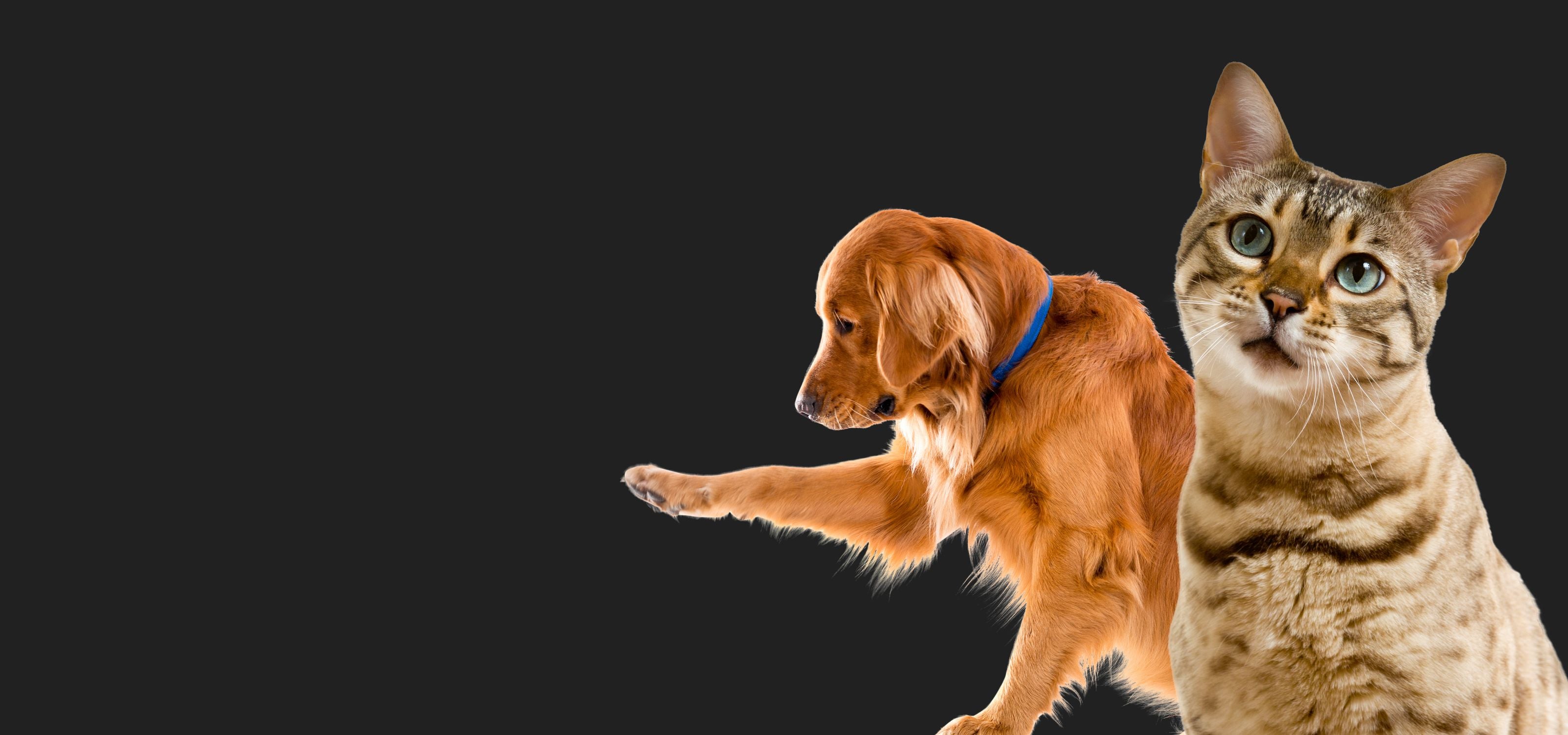 Pamper <br>Your Pets!